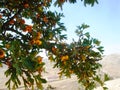 Large orange hawthorn Bush, Uzbekistan.