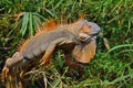 Large orange iguana resting in trees Royalty Free Stock Photo