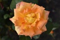 A large orange juicy rose flower in a summer garden. Yellow roses Royalty Free Stock Photo