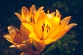 The large orange lily glows. Daylily flower blooms in the garden. Natural background for design Royalty Free Stock Photo