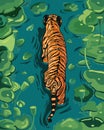 A large orange male tiger walks in a lake with water hyacinth leaves