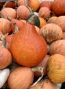 Orange onion squash in a pile of pumpkins