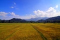 Large orange paddy fields