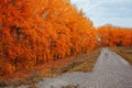 Large orange poplars grow along the road