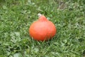 large orange pumpkin on the grass decoration closeup Royalty Free Stock Photo