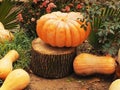 A large orange pumpkin lies on a tree stump among other pumpkins in the flowerbed. Halloween seasonal decor