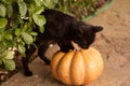 A large orange pumpkin is lying on a stone path