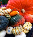 Large orange pumpkin with a variety of diverse coloured and sizes of pumpkins