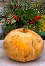 A large orange pumpkin and a vase with rowan branches on the table Royalty Free Stock Photo