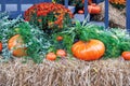 Large orange pumpkins on straw and autumn asters decorate the porch of the house Royalty Free Stock Photo