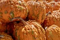 Warty orange pumpkins in a pumpkin patch Royalty Free Stock Photo