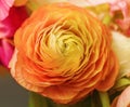 Large pretty orange ranunculus flower