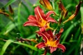 Large orange red daylily flowers surrounded by emerald greenery in the summer garden. macro photography, natural background Royalty Free Stock Photo