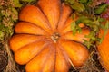Large orange ribbed pumpkin top view on a background of dry straw