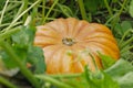 A large orange ripe pumpkin lies on a bed, cut off Royalty Free Stock Photo