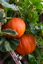 Large orange ripe pumpkins with green leaves hangs on the wall.