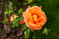 Large orange rose head macro. Top view shot Royalty Free Stock Photo