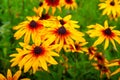 Large orange rudbeckia flowers. Blooming beautiful flowers rudbeckia Black-eyed Susan flower bed in the summer garden Royalty Free Stock Photo