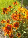 Large orange rudbeckia flowers. Bright bloom of beautiful flowers of orange rudbeckia flower bed in the summer garden Royalty Free Stock Photo