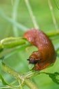 Large orange slug eating a green leaf in the garden Royalty Free Stock Photo