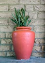 Large orange terra cotta urn with snake plant - Sanseviera trifciata - against a dun brick wall Royalty Free Stock Photo