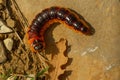 Large orange wood pest Goat moth caterpillar Cossus cossus crawling on stones. Royalty Free Stock Photo