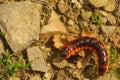 Large orange wood pest Goat moth caterpillar Cossus cossus crawling on stones. Royalty Free Stock Photo