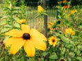 Large orange-yellow flower with large petals of the sunflower Helianthus annuus family Royalty Free Stock Photo