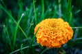 Large orange-yellow marigold flower on a background of green grass Royalty Free Stock Photo