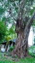 A LARGE ORNAMENTAL TREE ROOTED