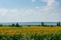 Landscape of the Oskol River Ukraine against the background of a field of sunflowers blurred in motion. Selective focus. Royalty Free Stock Photo