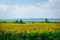 Landscape of the Oskol River Ukraine against the background of a field of sunflowers blurred in motion. Selective focus. Royalty Free Stock Photo