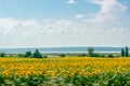 Landscape of the Oskol River Ukraine against the background of a field of sunflowers blurred in motion. Selective focus. Royalty Free Stock Photo