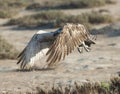 Large osprey bird in flight