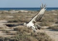 Large osprey bird in flight