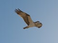 Large osprey bird in flight