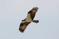 Flying Osprey looking for lunch