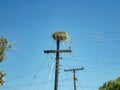 A large Osprey nest on the top of an electricity pole in Baja California Royalty Free Stock Photo