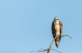 Large osprey Pandion haliaetus perches on a branch of a dead tree