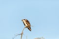 Large osprey Pandion haliaetus perches on a branch of a dead tree