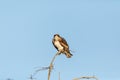 Large osprey Pandion haliaetus perches on a branch of a dead tree