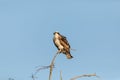 Large osprey Pandion haliaetus perches on a branch of a dead tree