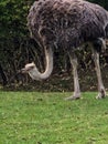 Large ostrich eating from ground