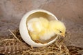 Large ostrich egg with chick Royalty Free Stock Photo