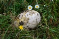 Large ostrich egg