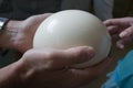 A large ostrich egg in male hands, gently holds, a female hand touches