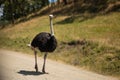 Large ostrich runs along a trail in the wild, Africa