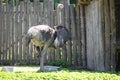 A large ostrich stands on the grass near the feeders in front of a wooden fence. zoo, nature reserve, place of family