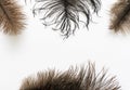 Large ostrich wing feather plume against white background Royalty Free Stock Photo