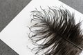 Large ostrich wing feather plume against white background Royalty Free Stock Photo